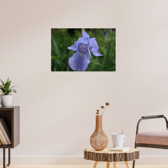 Pretty Periwinkle Iris Flower Poster (Living Room 3)
