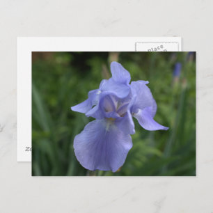 Pretty Periwinkle Iris Garden Postcard