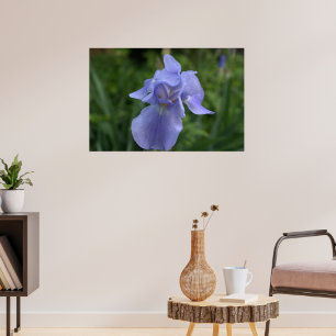 Pretty Periwinkle Iris Poster