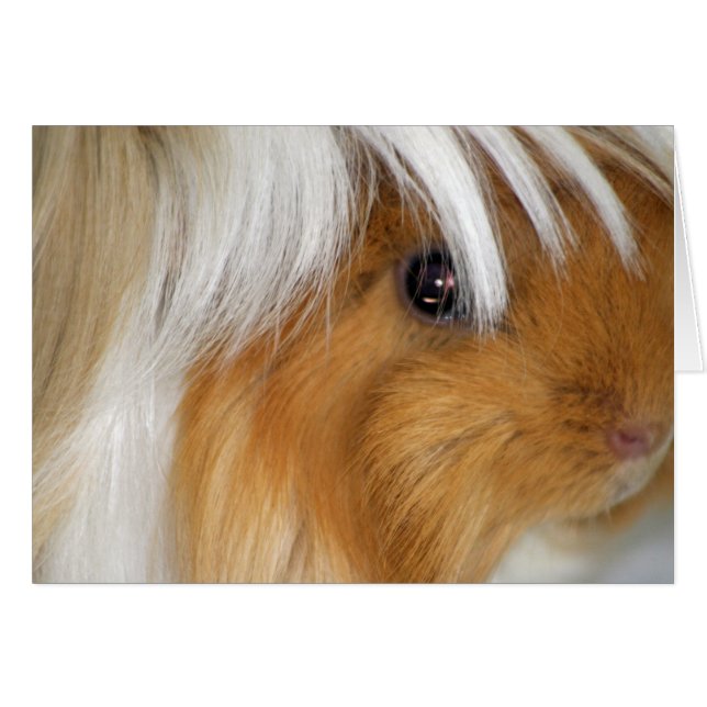Pretty, Peruvian, Buff and White Guinea Pig Face (Front Horizontal)