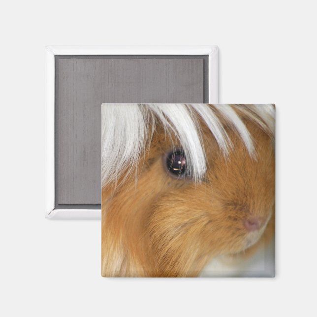 Pretty, Peruvian, Buff and White Guinea Pig Face Magnet (Front/Back)