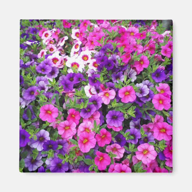 Pretty Petunias Magnet (Front)