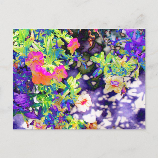 Pretty Petunias Postcard (Front)