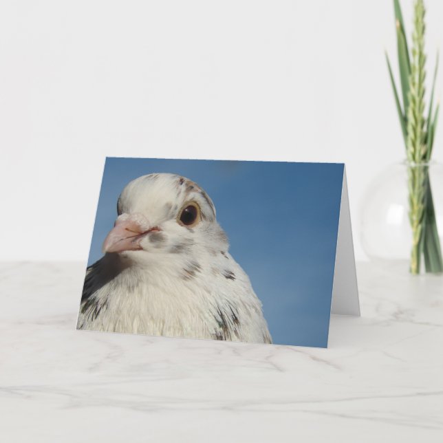 Pretty Pigeon All Occasions Greeting Card  (Front)