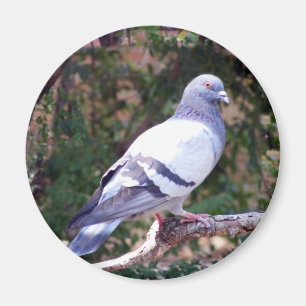 Pretty Pigeon Magnet