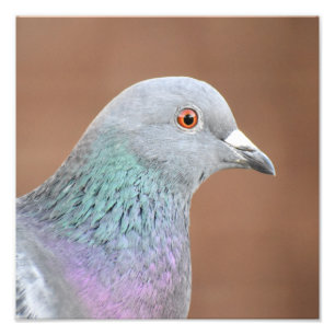 Pretty Pigeon Photo Print