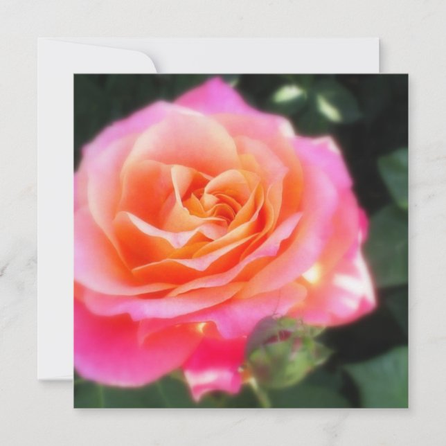 Pretty Pink and Orange Rose Macro Photo Greeting  (Front)