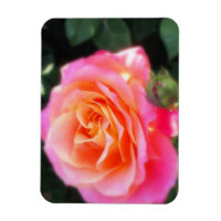 Pretty Pink and Orange Rose Macro Photo  