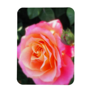 Pretty Pink and Orange Rose Macro Photo Magnet