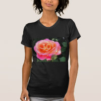 Pretty Pink and Orange Rose