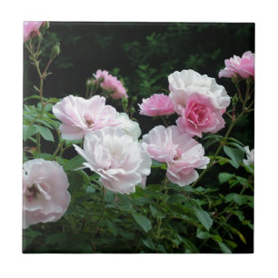 pretty pink and white rose flower bushes. Floral, Tile