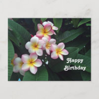 Pretty Pink and Yellow Plumeria Floral Birthday