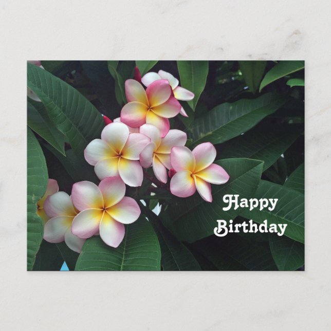 Pretty Pink and Yellow Plumeria Floral Birthday Postcard (Front)