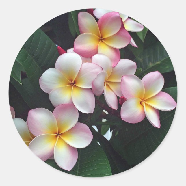 Pretty Pink and Yellow Plumeria Floral Photo Classic Round Sticker (Front)
