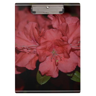 Pretty Pink Azaleas Clipboard