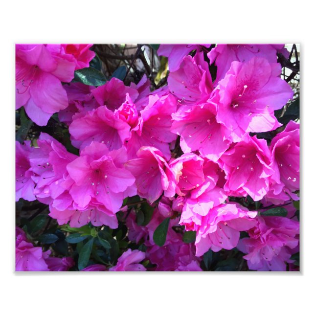 Pretty Pink Azaleas in Bloom Photo Print (Front)