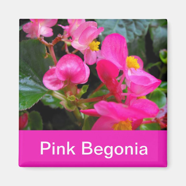 pretty pink begonia flowers magnet (Front)