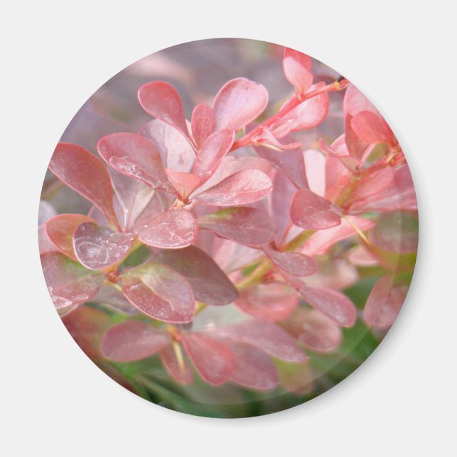Pretty Pink Branches Magnet (Front)