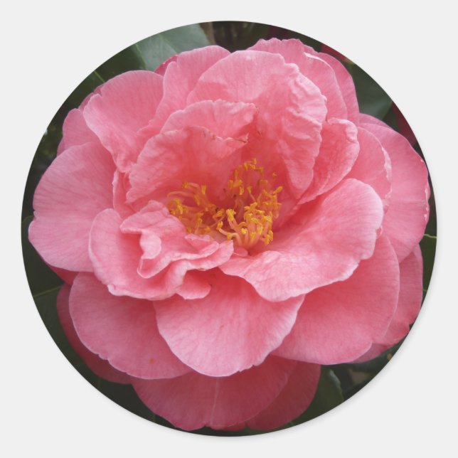 Pretty Pink Camellia Floral Photo Sticker (Front)