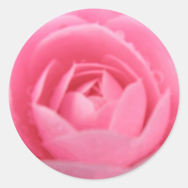 Pretty Pink Camellia Flower Sticker (Front)