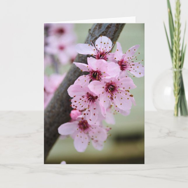 Pretty Pink Cherry Blossom Flowers Card (Front)