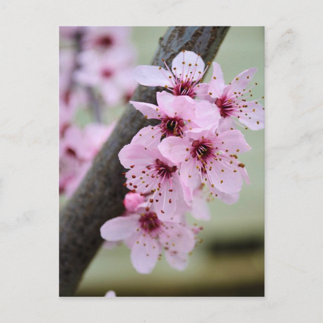 Pretty Pink Cherry Blossom Flowers Postcard (Front)
