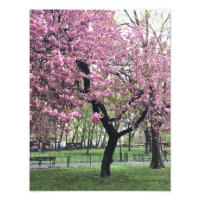 Pretty Pink Cherry Blossom Tree NYC New York City