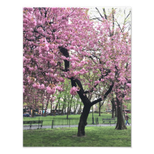 Pretty Pink Cherry Blossom Tree NYC New York City Photo Print