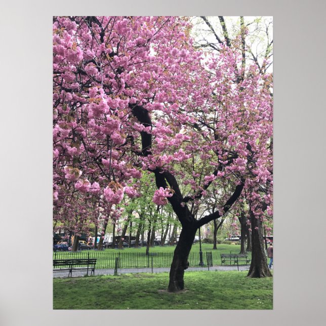 Pretty Pink Cherry Blossom Tree NYC New York City Poster (Front)