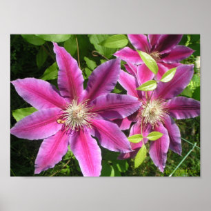Pretty Pink Clematis Print