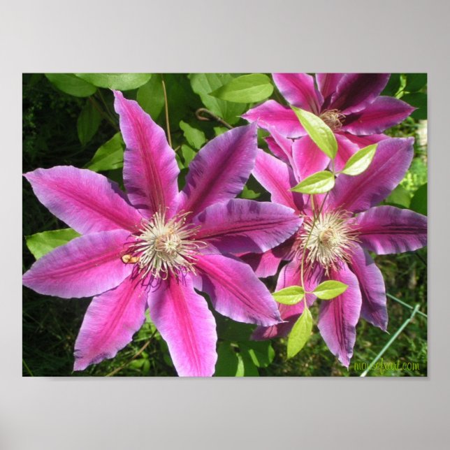 Pretty Pink Clematis Print (Front)