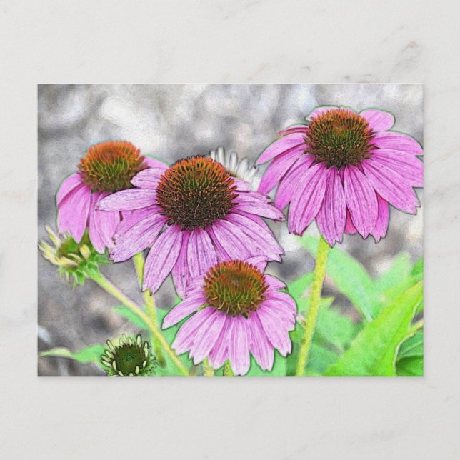 Pretty Pink Coneflower Postcard (Front)