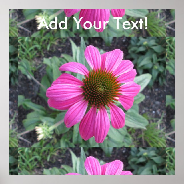 Pretty Pink Coneflower Poster (Front)