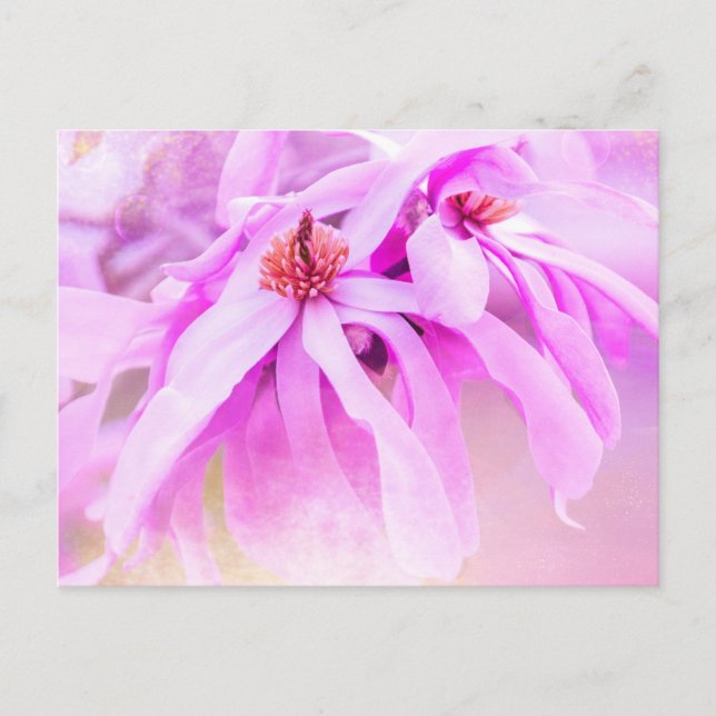 Pretty Pink Flower Blossoms Postcard (Front)
