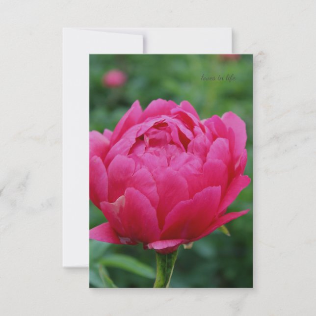 Pretty Pink Garden Peony Card (Front)