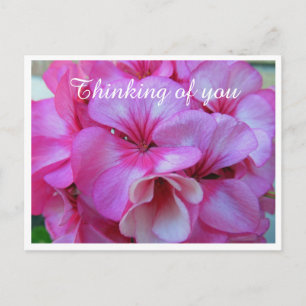 Pretty Pink Geranium Photo Thinking of You Postcard