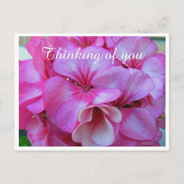Pretty Pink Geranium Photo Thinking of You Postcard (Front)
