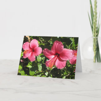 Pretty Pink Hibiscus Flowers Greeting Card