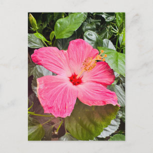 Pretty Pink Hibiscus Postcard