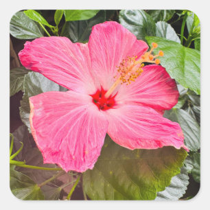 Pretty Pink Hibiscus Square Sticker