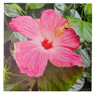 Pretty Pink Hibiscus Tile