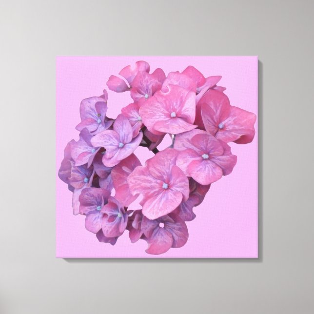 Pretty pink hydrangea flower modern floral minimal canvas print (Front)