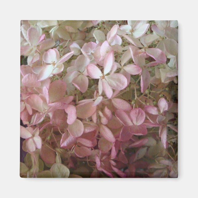 Pretty Pink Hydrangea Magnet (Front)