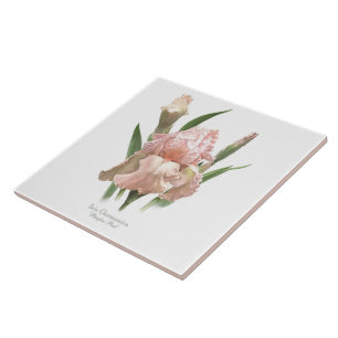 Pretty Pink Iris Botanical Style Art Tile