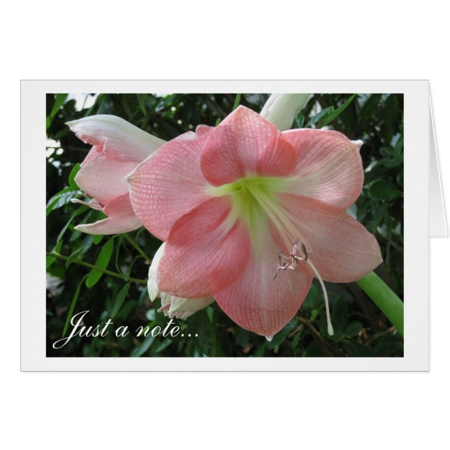 Pretty Pink Lily (Front Horizontal)