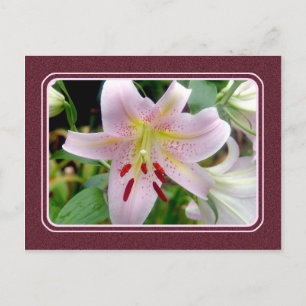 Pretty Pink Lily Flower Postcard