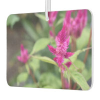 Pretty Pink Magenta Flowers Celosia Garden Photo