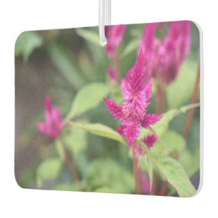 Pretty Pink Magenta Flowers Celosia Garden Photo Car Air Freshener