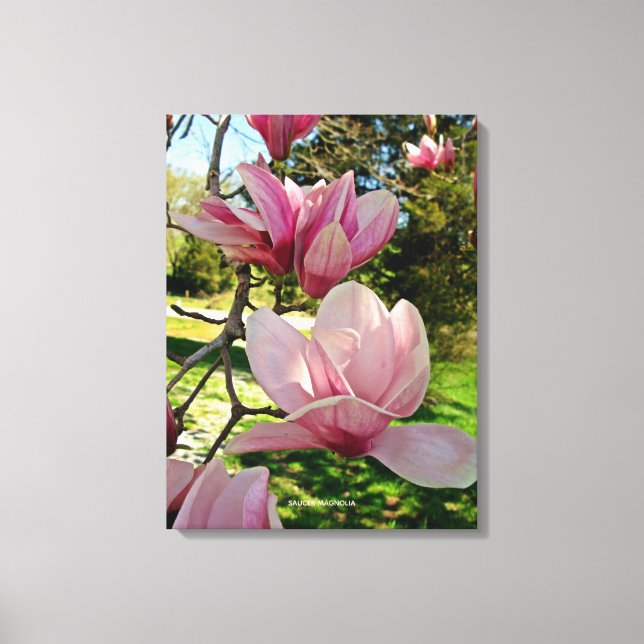 Pretty Pink Magnolia Floral Stretched Canvas Print (Front)