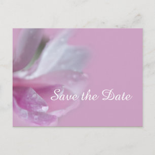 pretty pink magnolia flower save the date wedding announcement postcard